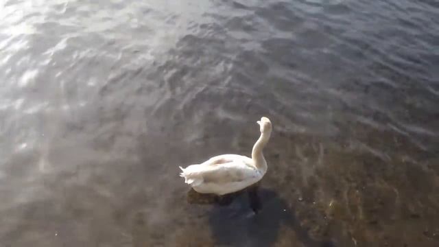 Лебедь в парке фили смотреть онлайн