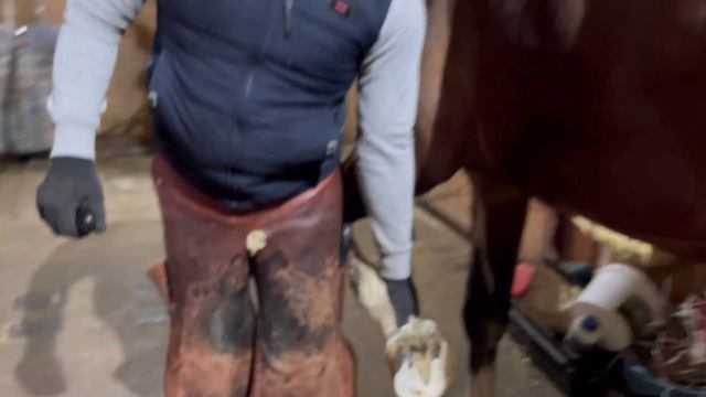 Каким должно быть идеальное копыто лошади? Ищем баланс. смотреть онлайн