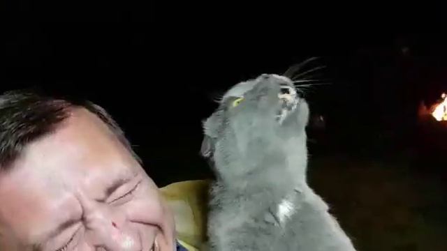 Мяу-мяу кошка смотреть онлайн