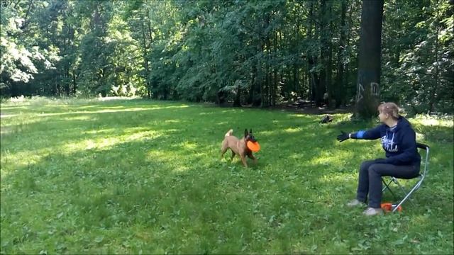 Игра с собакой во фризби с ограничением подвижности спортсмена. Малинуа Афи.