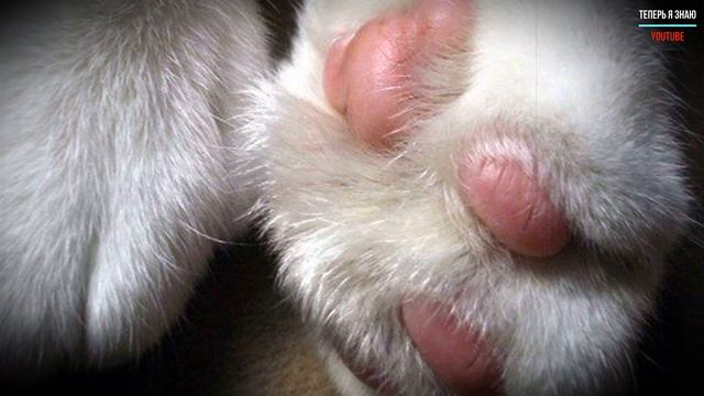 Кот тёрся о плечо своей хозяйки, тем самым спас её смотреть онлайн