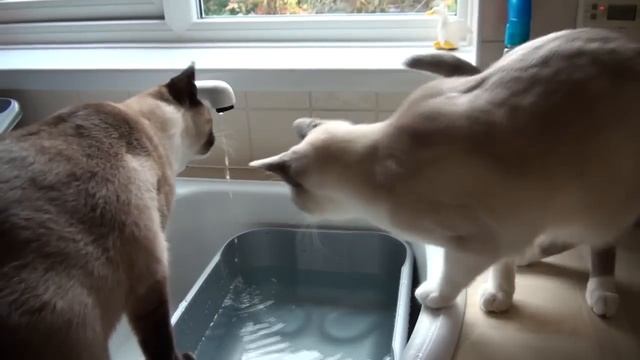 Splish Splash Snowshoe Cats