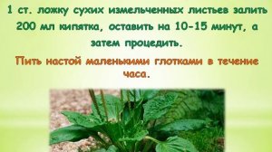 Настой листьев подорожника: приготовление и применение