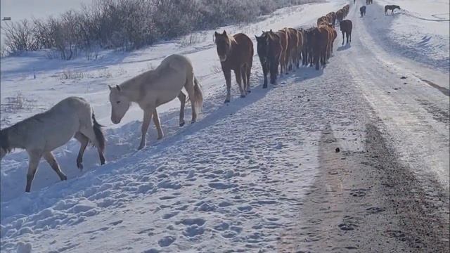 ЛОШАДИ ЗИМА-Красивая Казахская музыка ДОМБРА смотреть онлайн