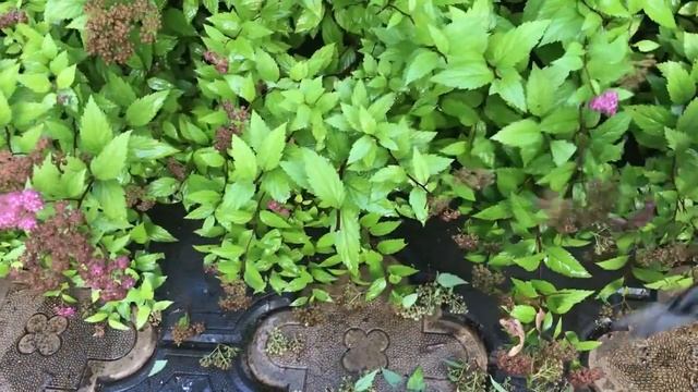 СПИРЕЯ ЯПОНСКАЯ ОМОЛАЖИВАНИЕ смотреть онлайн