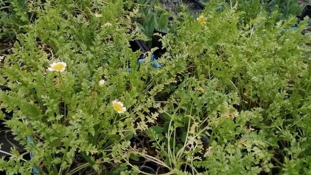 Лимнантес. Итоги посевов.