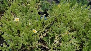 Лимнантес. Итоги посевов.