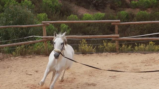 Lusitano stallion rescued from slaughter gives farriers a hard time | Algarve Horse Alarm #8 смотреть онлайн