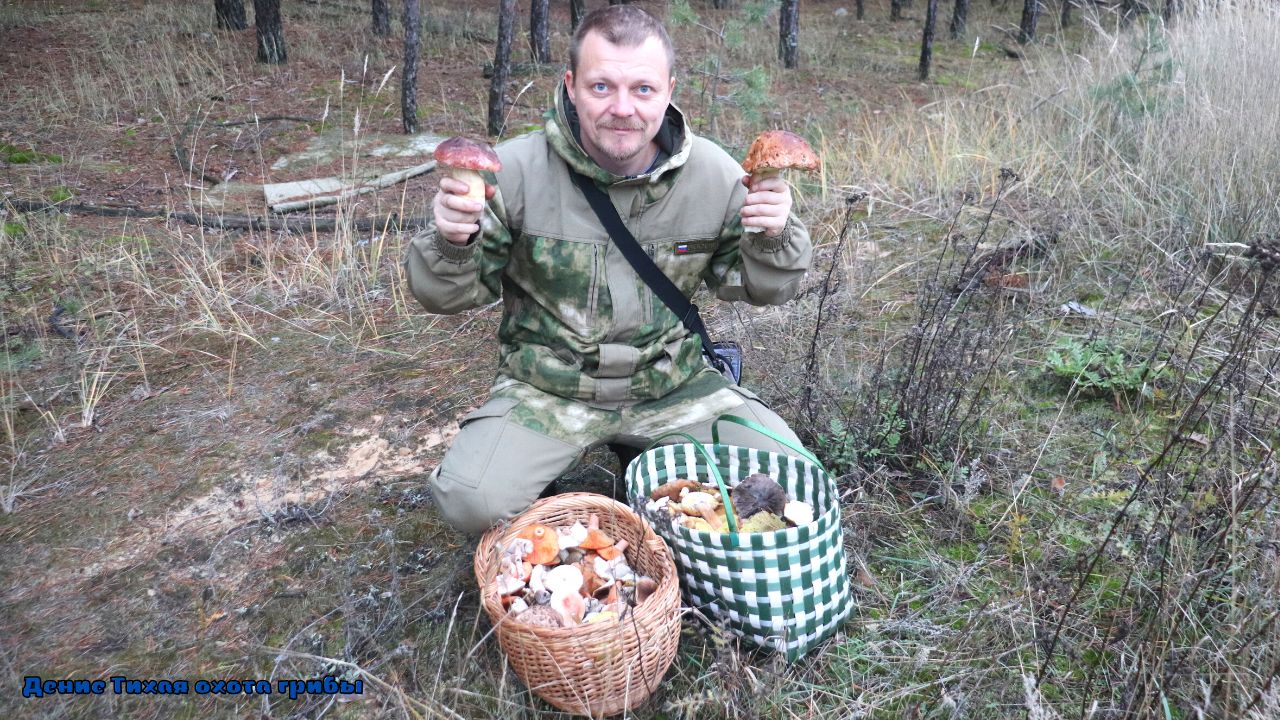 Белые грибы и рядовка штриховатая смотреть онлайн