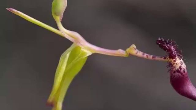 Hammer Orchid смотреть онлайн