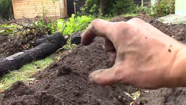 Эта грядка будет давать 300% урожая без прополки и полива - Грядка Розума - Бублика смотреть онлайн