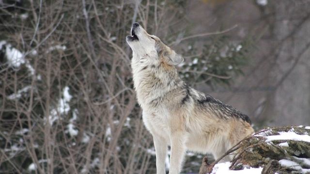 Женщина СПАСЛА СЕБЕ ЖИЗНЬ...Деревенски ХИТРОСТИ которые помогли спастись от голодной стаи ВОЛКОВ... смотреть онлайн