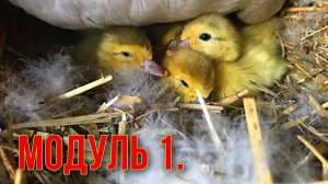 Модуль 1.Вылупился утёнок и что делать делать дальше ? Выращивание от 0 до 7 суток.