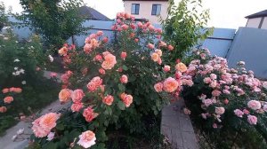 Розы, вечер