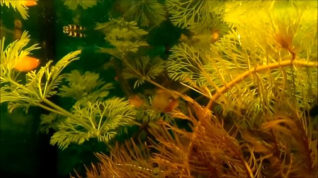 Эпиплатис смотреть онлайн