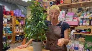 Фикус бенджамина Анастасия. Обзор пестролистного сорта фикуса