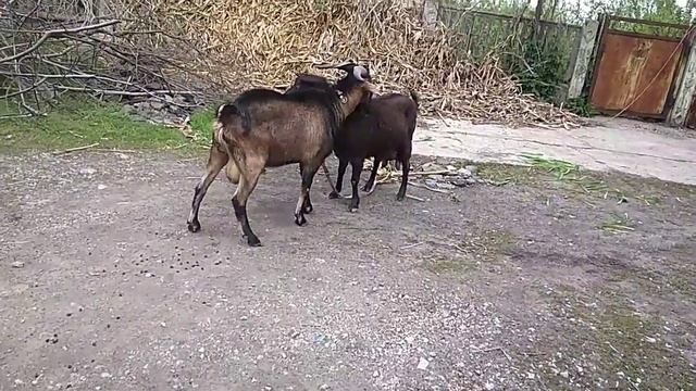 Случка у коз, козлик покрывает козочку. смотреть онлайн