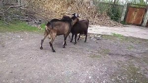 Случка у коз, козлик покрывает козочку.