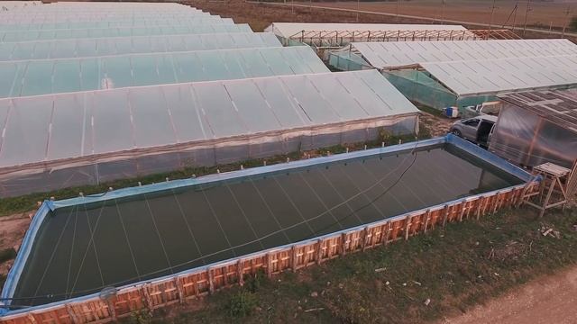 Мечта флориста - цветок который набирает популярность // Выращивание цветка на продажу смотреть онлайн