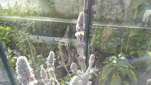 Чистец шерстистый. Цветение. смотреть онлайн