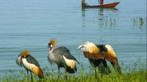 Озеро Виктория, крупнейшее озеро в Африке.