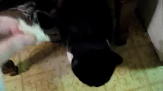 Clover The Cat Tribute Video смотреть онлайн