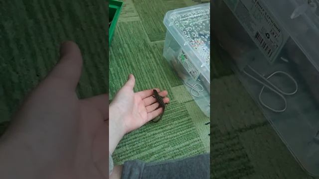 Как определить пол у прыткой Ящерицы смотреть онлайн