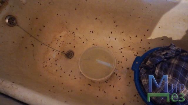 МирДез, обработка от тараканов (2021г)1 смотреть онлайн