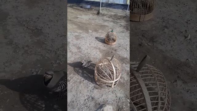 Домашня куропатка смотреть онлайн