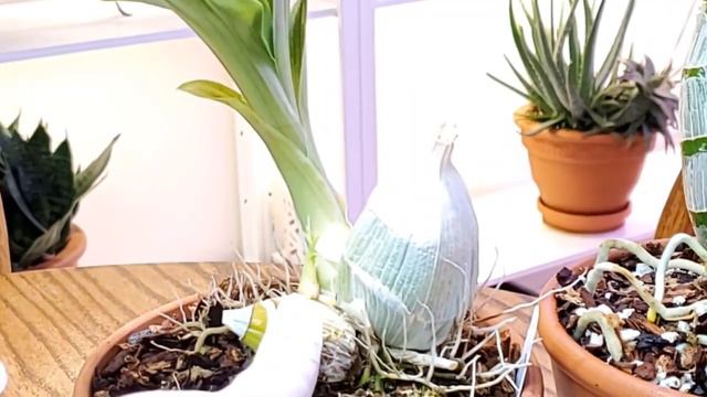 Орхидеи катасетумной группы в конце июня 2020 смотреть онлайн