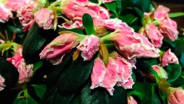 Азалия ЗАБОЛЕЛА. Болезни Азалии и их лечение! смотреть онлайн