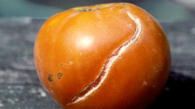Fruit cracking and splitting | Why fruits split or crack? смотреть онлайн