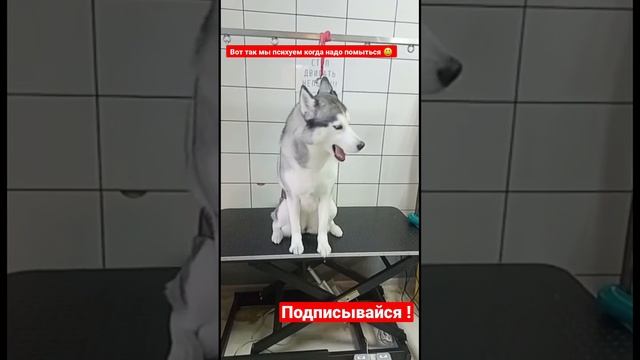 ? #хаски моют смотреть онлайн