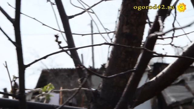 О прививке черешни на вишню степную в Сибири смотреть онлайн