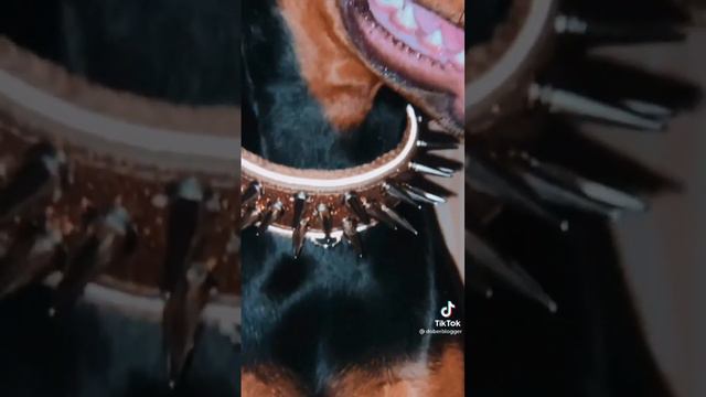 подборка видео из тт доберман #собаки #эдит #доберманы смотреть онлайн
