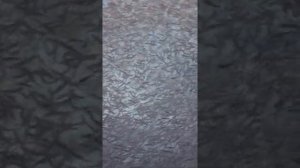 бюджетный пруд для форели дома с теплицы перешли на содержание форели!