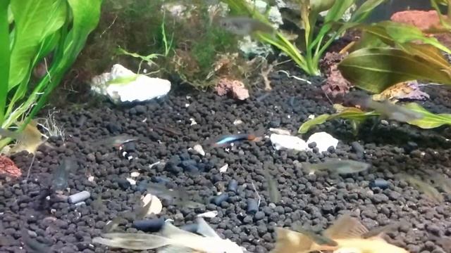 Протамизон Панда / Protomyzon pachychilus / Боция Панда смотреть онлайн