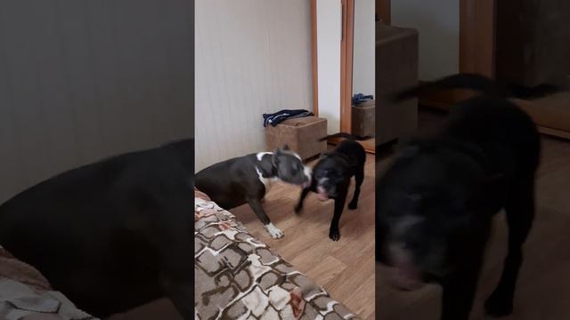 СТАФФОРДШИРСКИЙ БУЛЬТЕРЬЕР И АМСТАФФ УСТРОИЛИ ОЧЕРЕДНОЙ ЗАМЕС смотреть онлайн