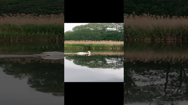 Неожиданный гость на рыбалке