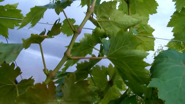 Голодание винограда. Нехватка магния. смотреть онлайн