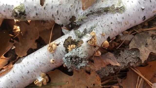 Glow in the dark mushrooms, Panellus stipticus смотреть онлайн
