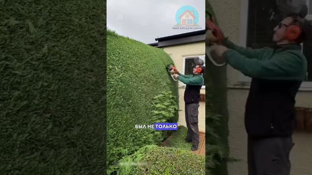 РАСТЕНИЯ ДЛЯ ЖИВОЙ ИЗГОРОДИ смотреть онлайн
