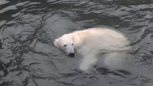 Khaarchaana (Хаарчаана) the Polar Bear starting to play with her new toy at Leningraf Zoo смотреть онлайн