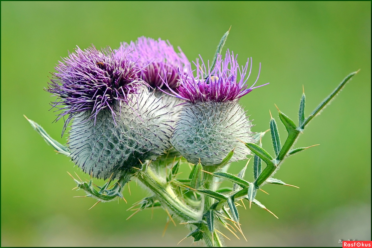 Расторопша.