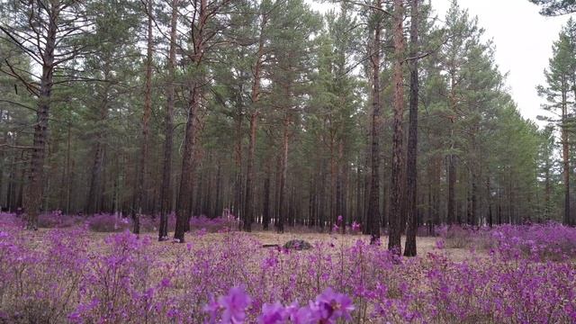 Багульник в цвету. смотреть онлайн