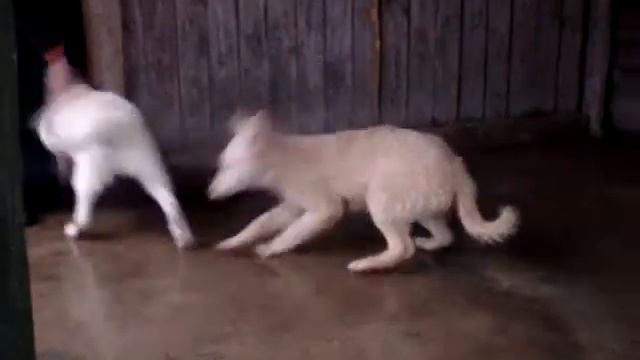 Щенки в приюте 2 смотреть онлайн