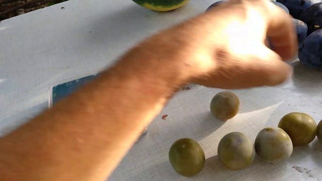 Слива "Персикова" смотреть онлайн