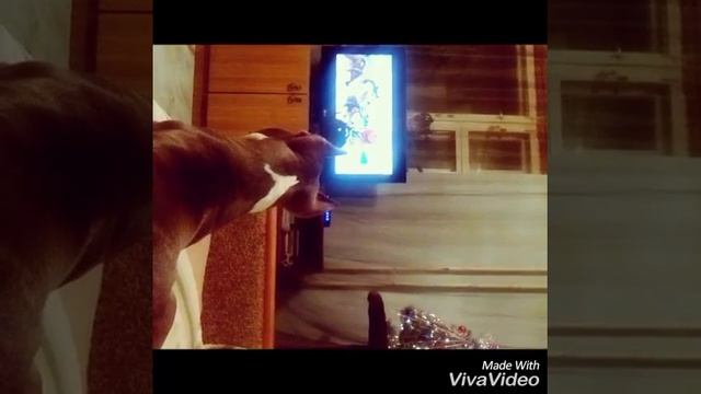 #amstaff #Staff #Pitbul СМОТРЕТЬ ВСЕМ! Стафф против Хаски! АСТ Американский стаффордширский терьер смотреть онлайн