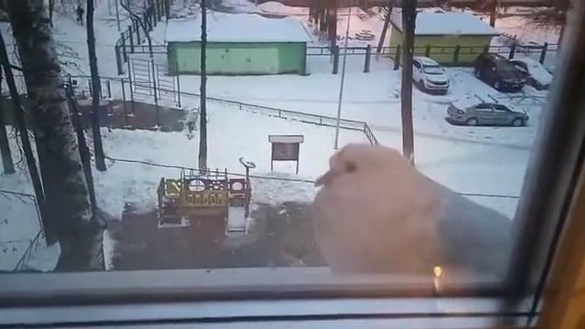 Белый голубь сидит на окне мороз смотреть онлайн