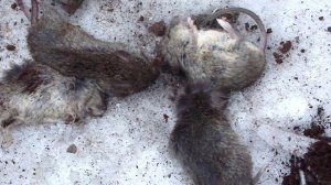 Грызуны в нашей жизни......